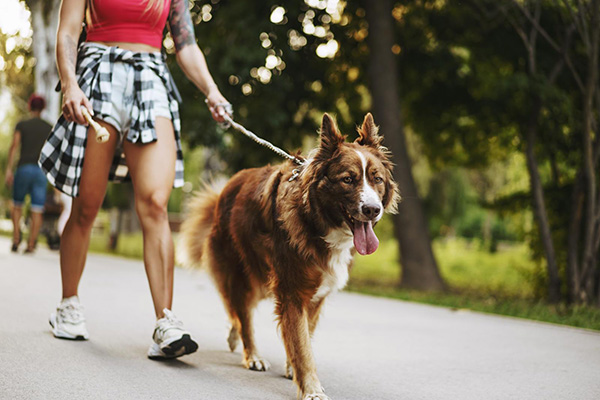 California dog laws