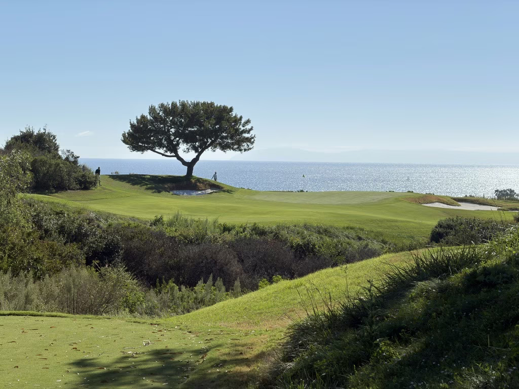 A coastal California tee box framed by trees and the Pacific.